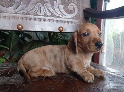 dachshund-teckel  filhote arlequim pelo duro