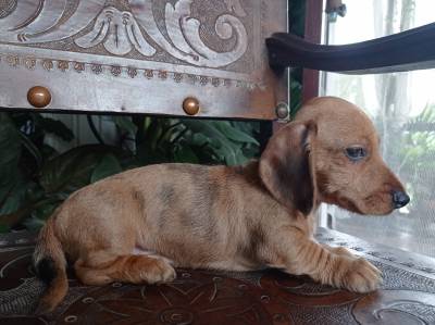 dachshund-teckel  filhote arlequim pelo duro