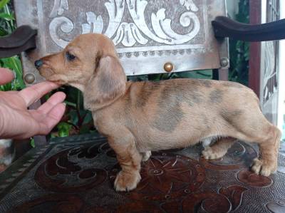 dachshund-teckel  filhote arlequim pelo duro