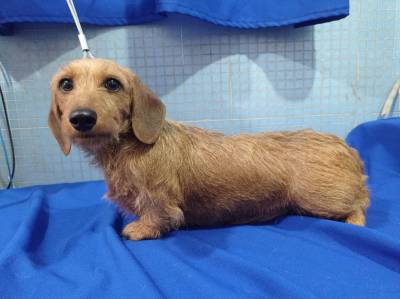 dachshund-teckel  filhote arlequim pelo duro