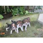 Beagle BEAGLE LINDOS FILHOTES