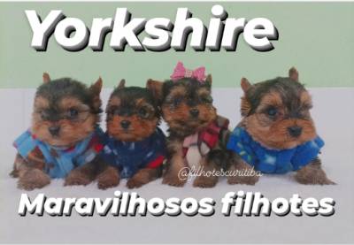 YORKSHIRE maravilhosos filhotes em Curitiba