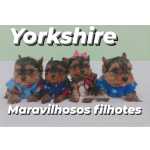 Yorkshire Terrier YORKSHIRE maravilhosos filhotes em Curitiba Paran Curitiba