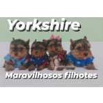 Yorkshire Terrier Filhotes de Yorkshire em Curitiba lindos filhotes - criao tica responsvel Paran Curitiba