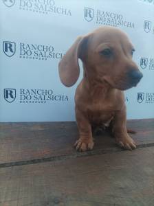 Fmea amarela mini Rancho do Salsicha Dachshund