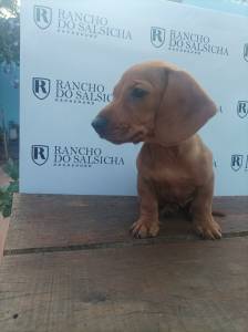 Fmea amarela mini Rancho do Salsicha Dachshund