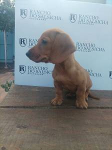 Fmea amarela mini Rancho do Salsicha Dachshund