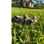 Jack Russel Terrier NOSSOS FILHOTES DE JACK RUSSEL NASCERAM CONHEA NOSSO TRABALHO So Paulo So Paulo