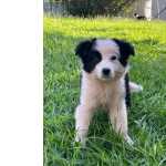 Border Collie AQUI VOC ENCONTRA BORDER COLLIE DE QUALIDADE CHAMA NO WHATS E CONHEA NOSSO TRABALHO So Paulo So Paulo