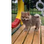 Spitz Alemo SPITZ ALEMO FILHOTES  VENDA CES CRIADOS POR MDICA VETERINRIA So Paulo So Paulo