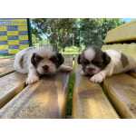 Shih-tzu NOSSOS SHIH TZS ESTO A COISA MAIS LINDA CES INCRVEIS CRIAO VET So Paulo So Paulo