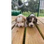 Beagle BEAGLES CRIADOS POR MDICA VETERINRIA AQUI So Paulo So Paulo