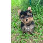 Yorkshire Terrier YORKSHIRES CRIADOS COM AMOR E CARINHO VENHA BUSCAR O SEU NESTE FINAL DE SEMANA So Paulo So Paulo