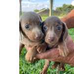 Dachshund TECKELS DO MAIS ALTO PADRO VOC ENCONTRA AQUI CES CRIADOS POR VET So Paulo So Paulo