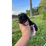 Fox Paulistinha FOX PAULISTINHAS CRIADOS POR MDICA  VETERINRIA E EM PROMOO APROVEITE TEMOS EM DIVERSAS CORES So Paulo So Paulo