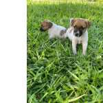 Jack Russel Terrier ENGRAADSSIMOS FILHOTES DE JACK RUSSEL PARA TE ENCANTAR So Paulo So Paulo