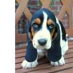 Basset Hound Basset Hound So Paulo So Paulo