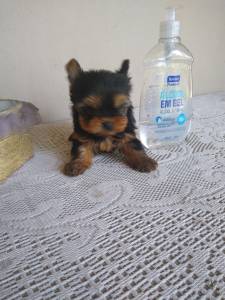 YORKSHIRE TERRIER