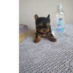 Yorkshire Terrier YORKSHIRE TERRIER So Paulo Vargem Grande Paulista