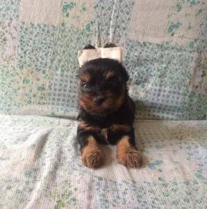 YORKSHIRE TERRIER