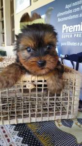 YORKSHIRE TERRIER