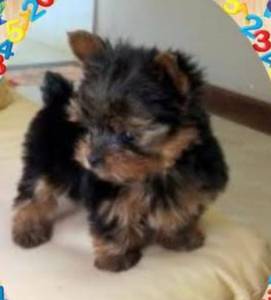 YORKSHIRE TERRIER