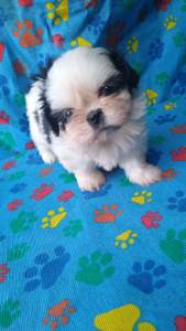 SHIHTZU