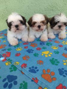 SHIHTZU