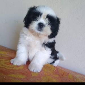 SHIHTZU