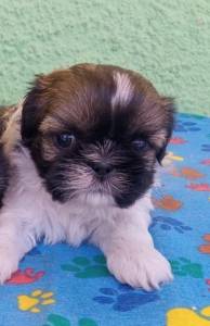 SHIHTZU