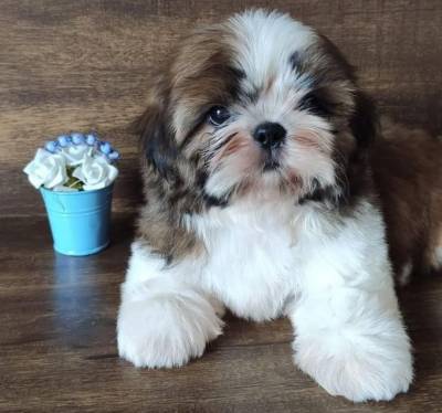 SHIHTZU