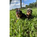 Yorkshire Terrier FILHOTES DE YORKSHIRE  VENDA CRIAO VETERINRIA AQUI So Paulo So Paulo