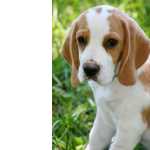 Beagle Beagle So Paulo So Paulo