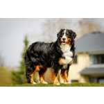 Bernese Mountain Dog Bernese Mountain