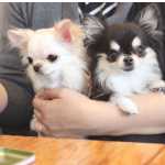Chihuahua Chihuahua So Paulo So Paulo