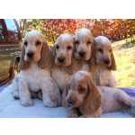 Cocker Spaniel Ingls Cocker Ingles So Paulo So Paulo