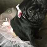 Pug Pug Abricot So Paulo So Paulo