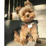 Yorkshire Terrier York Shire So Paulo So Paulo