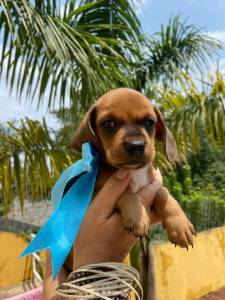 BASSET MINI TECKEL MACHOS E FMEAS E DOURADO PARC DEZ X ENTREGO HOJE CHAMA NO ZAP