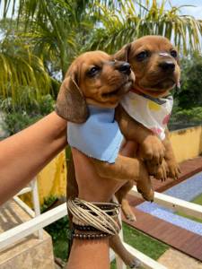 BASSET MINI TECKEL MACHOS E FMEAS E DOURADO PARC DEZ X ENTREGO HOJE CHAMA NO ZAP