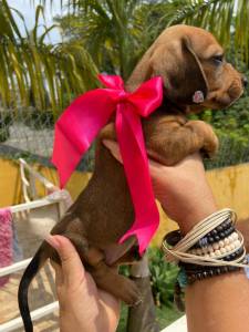 BASSET MINI TECKEL MACHOS E FMEAS E DOURADO PARC DEZ X ENTREGO HOJE CHAMA NO ZAP