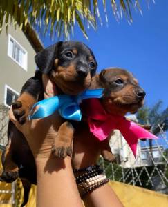 BASSET MINI TECKEL DOURADOS PRETO CANELA PARC DEZ X ENTREGO HOJE CHAMA NO ZAP