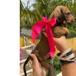 Dachshund BASSET MINI TECKEL DOURADOS PRETO CANELA PARC DEZ X ENTREGO HOJE CHAMA NO ZAP
