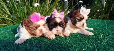 Filhotes de SHIHTZU em Curitiba vrias cores