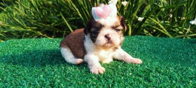 Filhotes de SHIHTZU em Curitiba vrias cores