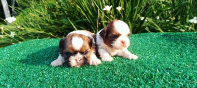 Filhotes de SHIHTZU em Curitiba vrias cores