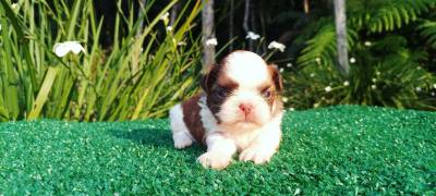 Filhotes de SHIHTZU em Curitiba vrias cores