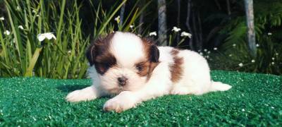 Filhotes de SHIHTZU em Curitiba vrias cores