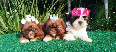 Filhotes de SHIHTZU em Curitiba vrias cores