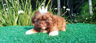 Filhotes de SHIHTZU em Curitiba vrias cores